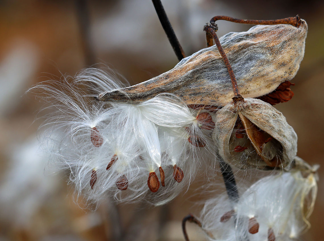 Common Milkweed - Asclepias syriaca Habitat: Meadow<br />
<figure class="photo"><a href="https://www.jungledragon.com/image/122618/common_milkweed_-_asclepias_syriaca.html" title="Common Milkweed - Asclepias syriaca"><img src="https://s3.amazonaws.com/media.jungledragon.com/images/3232/122618_thumb.jpg?AWSAccessKeyId=05GMT0V3GWVNE7GGM1R2&Expires=1759968010&Signature=EyX6Tz0sEqHreVlLK73YNXnVjAY%3D" width="200" height="154" alt="Common Milkweed - Asclepias syriaca Habitat: Meadow<br />
https://www.jungledragon.com/image/122619/common_milkweed_-_asclepias_syriaca.html Asclepias,Asclepias syriaca,Common Milkweed,Fall,Geotagged,United States,milkweed" /></a></figure> Asclepias syriaca,Common Milkweed,Fall,Geotagged,United States