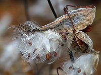 Common Milkweed - Asclepias syriaca Habitat: Meadow<br />
https://www.jungledragon.com/image/122618/common_milkweed_-_asclepias_syriaca.html Asclepias syriaca,Common Milkweed,Fall,Geotagged,United States