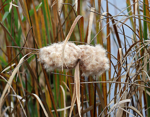 Broadleaf Cattail (Fluffed Out Seeds) - Typha latifolia Cattails have long, sword-like leaves that grow directly out of the rhizomes. The flowers grow from a central stalk with the male and female parts separate at the top of the stalk. The male part at the top pollinates the female part below it, after which the female part produces thousands of fluffy seeds (which look like a hot dog). the pollen-bearing male part falls away once the pollen is spent. The old seed heads (female part) often overwinter, persisting until new flower heads grow.

Cattails are called the "supermarket of the swamps" because of all their edible parts...The rhizomes can be collected any time of the year. The tender shoots of early spring leaves can be harvested in early spring, followed by the immature flower stalks in late spring. The pollen can be collected in early summer once the male part is mature.

In addition to this plant being a food source, it has other uses as well. The dry seed heads can be used as a fire starter and the leaves are great for weaving.

Habitat: Pond edge
https://www.jungledragon.com/image/122644/broadleaf_cattail_-_typha_latifolia.html Broadleaf cattail,Fall,Geotagged,Typha latifolia,United States