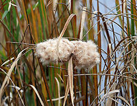 Broadleaf Cattail (Fluffed Out Seeds) - Typha latifolia Cattails have long, sword-like leaves that grow directly out of the rhizomes. The flowers grow from a central stalk with the male and female parts separate at the top of the stalk. The male part at the top pollinates the female part below it, after which the female part produces thousands of fluffy seeds (which look like a hot dog). the pollen-bearing male part falls away once the pollen is spent. The old seed heads (female part) often overwinter, persisting until new flower heads grow.<br />
<br />
Cattails are called the "supermarket of the swamps" because of all their edible parts...The rhizomes can be collected any time of the year. The tender shoots of early spring leaves can be harvested in early spring, followed by the immature flower stalks in late spring. The pollen can be collected in early summer once the male part is mature.<br />
<br />
In addition to this plant being a food source, it has other uses as well. The dry seed heads can be used as a fire starter and the leaves are great for weaving.<br />
<br />
Habitat: Pond edge<br />
https://www.jungledragon.com/image/122644/broadleaf_cattail_-_typha_latifolia.html Broadleaf cattail,Fall,Geotagged,Typha latifolia,United States