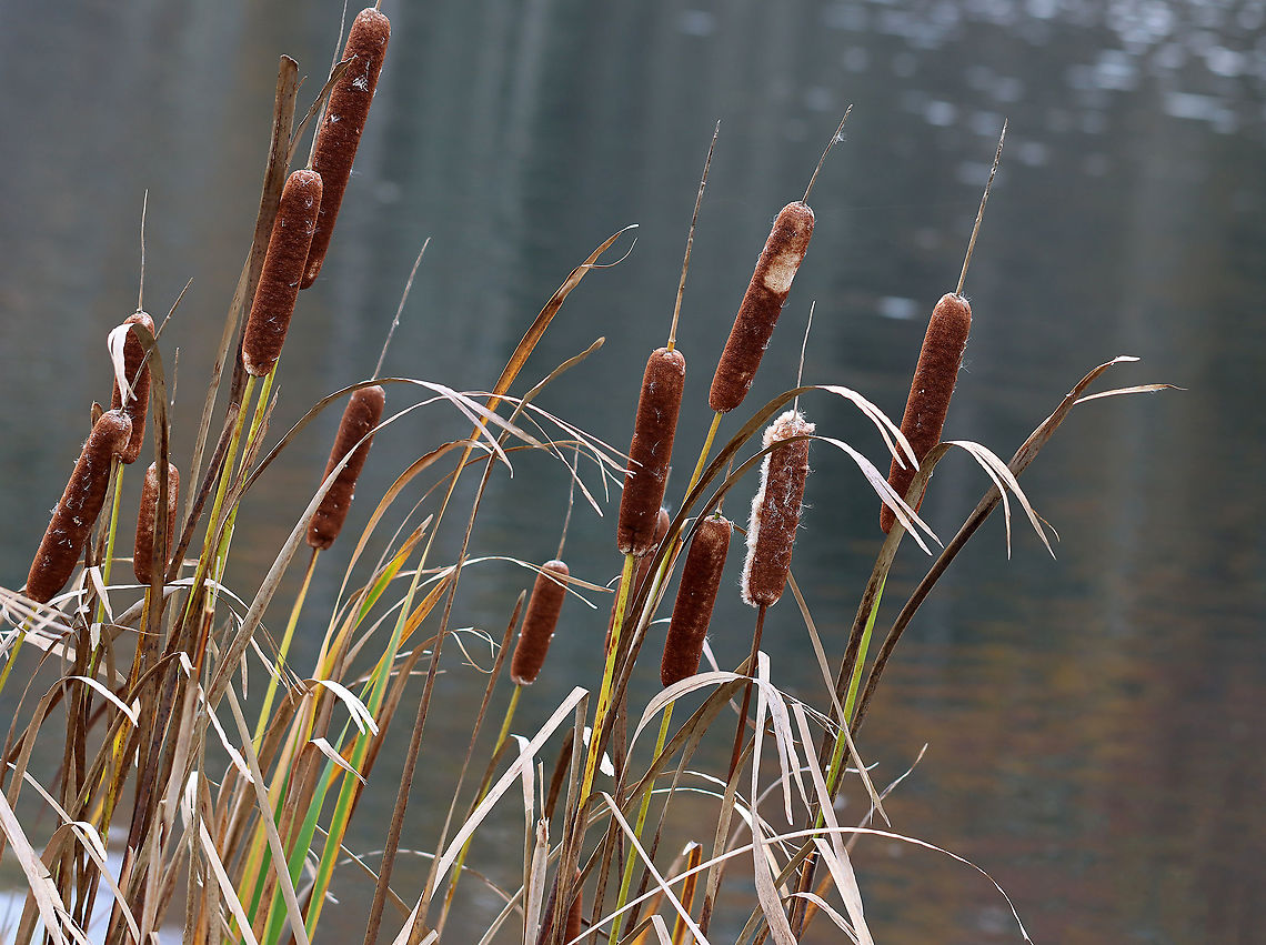 Broadleaf Cattail - Typha latifolia Cattails have long, sword-like leaves that grow directly out of the rhizomes. The flowers grow from a central stalk with the male and female parts separate at the top of the stalk. The male part at the top pollinates the female part below it, after which the female part produces thousands of fluffy seeds (which look like a hot dog). the pollen-bearing male part falls away once the pollen is spent. The old seed heads (female part) often overwinter, persisting until new flower heads grow.<br />
<br />
Cattails are called the "supermarket of the swamps" because of all their edible parts...The rhizomes can be collected any time of the year. The tender shoots of early spring leaves can be harvested in early spring, followed by the immature flower stalks in late spring. The pollen can be collected in early summer once the male part is mature. <br />
<br />
In addition to this plant being a food source, it has other uses as well. The dry seed heads can be used as a fire starter and the leaves are great for weaving.<br />
<br />
Habitat: Pond edge<br />
<figure class="photo"><a href="https://www.jungledragon.com/image/122643/broadleaf_cattail_fluffed_out_seeds_-_typha_latifolia.html" title="Broadleaf Cattail (Fluffed Out Seeds) - Typha latifolia"><img src="https://s3.amazonaws.com/media.jungledragon.com/images/3232/122643_thumb.jpg?AWSAccessKeyId=05GMT0V3GWVNE7GGM1R2&Expires=1769040010&Signature=OVqQW%2FYeFaYDirUxSwnHZHzKeFg%3D" width="200" height="156" alt="Broadleaf Cattail (Fluffed Out Seeds) - Typha latifolia Cattails have long, sword-like leaves that grow directly out of the rhizomes. The flowers grow from a central stalk with the male and female parts separate at the top of the stalk. The male part at the top pollinates the female part below it, after which the female part produces thousands of fluffy seeds (which look like a hot dog). the pollen-bearing male part falls away once the pollen is spent. The old seed heads (female part) often overwinter, persisting until new flower heads grow.<br />
<br />
Cattails are called the "supermarket of the swamps" because of all their edible parts...The rhizomes can be collected any time of the year. The tender shoots of early spring leaves can be harvested in early spring, followed by the immature flower stalks in late spring. The pollen can be collected in early summer once the male part is mature.<br />
<br />
In addition to this plant being a food source, it has other uses as well. The dry seed heads can be used as a fire starter and the leaves are great for weaving.<br />
<br />
Habitat: Pond edge<br />
https://www.jungledragon.com/image/122644/broadleaf_cattail_-_typha_latifolia.html Broadleaf cattail,Fall,Geotagged,Typha latifolia,United States" /></a></figure> Broadleaf cattail,Fall,Geotagged,Typha,Typha latifolia,United States,bulrush,cat-o'-nine-tails,cattail,common bulrush,common cattail,cooper's reed,cumbungi,great reedmace,supermarket of the swamp