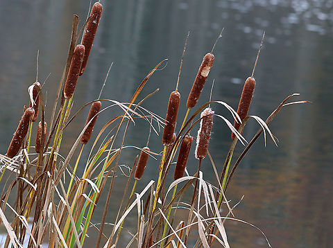 Broadleaf Cattail - Typha latifolia Cattails have long, sword-like leaves that grow directly out of the rhizomes. The flowers grow from a central stalk with the male and female parts separate at the top of the stalk. The male part at the top pollinates the female part below it, after which the female part produces thousands of fluffy seeds (which look like a hot dog). the pollen-bearing male part falls away once the pollen is spent. The old seed heads (female part) often overwinter, persisting until new flower heads grow.

Cattails are called the "supermarket of the swamps" because of all their edible parts...The rhizomes can be collected any time of the year. The tender shoots of early spring leaves can be harvested in early spring, followed by the immature flower stalks in late spring. The pollen can be collected in early summer once the male part is mature. 

In addition to this plant being a food source, it has other uses as well. The dry seed heads can be used as a fire starter and the leaves are great for weaving.

Habitat: Pond edge
https://www.jungledragon.com/image/122643/broadleaf_cattail_-_typha_latifolia.html Broadleaf cattail,Fall,Geotagged,Typha,Typha latifolia,United States,bulrush,cat-o'-nine-tails,cattail,common bulrush,common cattail,cooper's reed,cumbungi,great reedmace,supermarket of the swamp