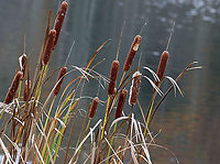 Broadleaf Cattail - Typha latifolia Cattails have long, sword-like leaves that grow directly out of the rhizomes. The flowers grow from a central stalk with the male and female parts separate at the top of the stalk. The male part at the top pollinates the female part below it, after which the female part produces thousands of fluffy seeds (which look like a hot dog). the pollen-bearing male part falls away once the pollen is spent. The old seed heads (female part) often overwinter, persisting until new flower heads grow.<br />
<br />
Cattails are called the "supermarket of the swamps" because of all their edible parts...The rhizomes can be collected any time of the year. The tender shoots of early spring leaves can be harvested in early spring, followed by the immature flower stalks in late spring. The pollen can be collected in early summer once the male part is mature. <br />
<br />
In addition to this plant being a food source, it has other uses as well. The dry seed heads can be used as a fire starter and the leaves are great for weaving.<br />
<br />
Habitat: Pond edge<br />
https://www.jungledragon.com/image/122643/broadleaf_cattail_-_typha_latifolia.html Broadleaf cattail,Fall,Geotagged,Typha,Typha latifolia,United States,bulrush,cat-o'-nine-tails,cattail,common bulrush,common cattail,cooper's reed,cumbungi,great reedmace,supermarket of the swamp