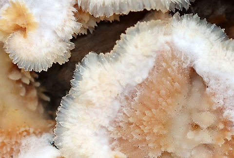 Trembling Phlebia - Phlebia tremellosa Habitat: Growing on rotting birch in a mixed forest
https://www.jungledragon.com/image/122645/trembling_phlebia_-_phlebia_tremellosa.html
https://www.jungledragon.com/image/122648/trembling_phlebia_-_phlebia_tremellosa.html
https://www.jungledragon.com/image/122647/trembling_phlebia_-_phlebia_tremellosa.html
https://www.jungledragon.com/image/122646/trembling_phlebia_-_phlebia_tremellosa.html Fall,Geotagged,Merulius tremellosus,Phlebia tremellosa,United States,jelly rot