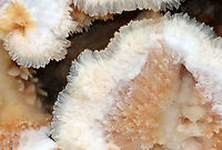 Trembling Phlebia - Phlebia tremellosa Habitat: Growing on rotting birch in a mixed forest<br />
https://www.jungledragon.com/image/122645/trembling_phlebia_-_phlebia_tremellosa.html<br />
https://www.jungledragon.com/image/122648/trembling_phlebia_-_phlebia_tremellosa.html<br />
https://www.jungledragon.com/image/122647/trembling_phlebia_-_phlebia_tremellosa.html<br />
https://www.jungledragon.com/image/122646/trembling_phlebia_-_phlebia_tremellosa.html Fall,Geotagged,Merulius tremellosus,Phlebia tremellosa,United States,jelly rot