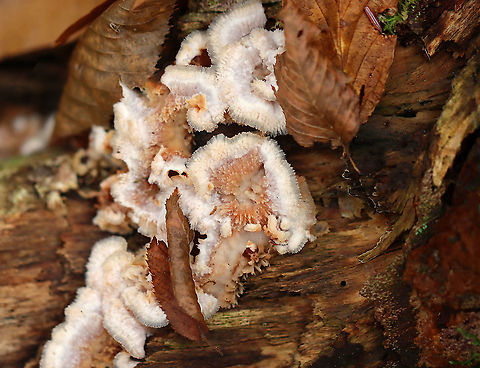 Trembling Phlebia - Phlebia tremellosa Habitat: Growing on rotting birch in a mixed forest
https://www.jungledragon.com/image/122645/trembling_phlebia_-_phlebia_tremellosa.html
https://www.jungledragon.com/image/122648/trembling_phlebia_-_phlebia_tremellosa.html
https://www.jungledragon.com/image/122647/trembling_phlebia_-_phlebia_tremellosa.html
https://www.jungledragon.com/image/122646/trembling_phlebia_-_phlebia_tremellosa.html Fall,Geotagged,Phlebia tremellosa,United States