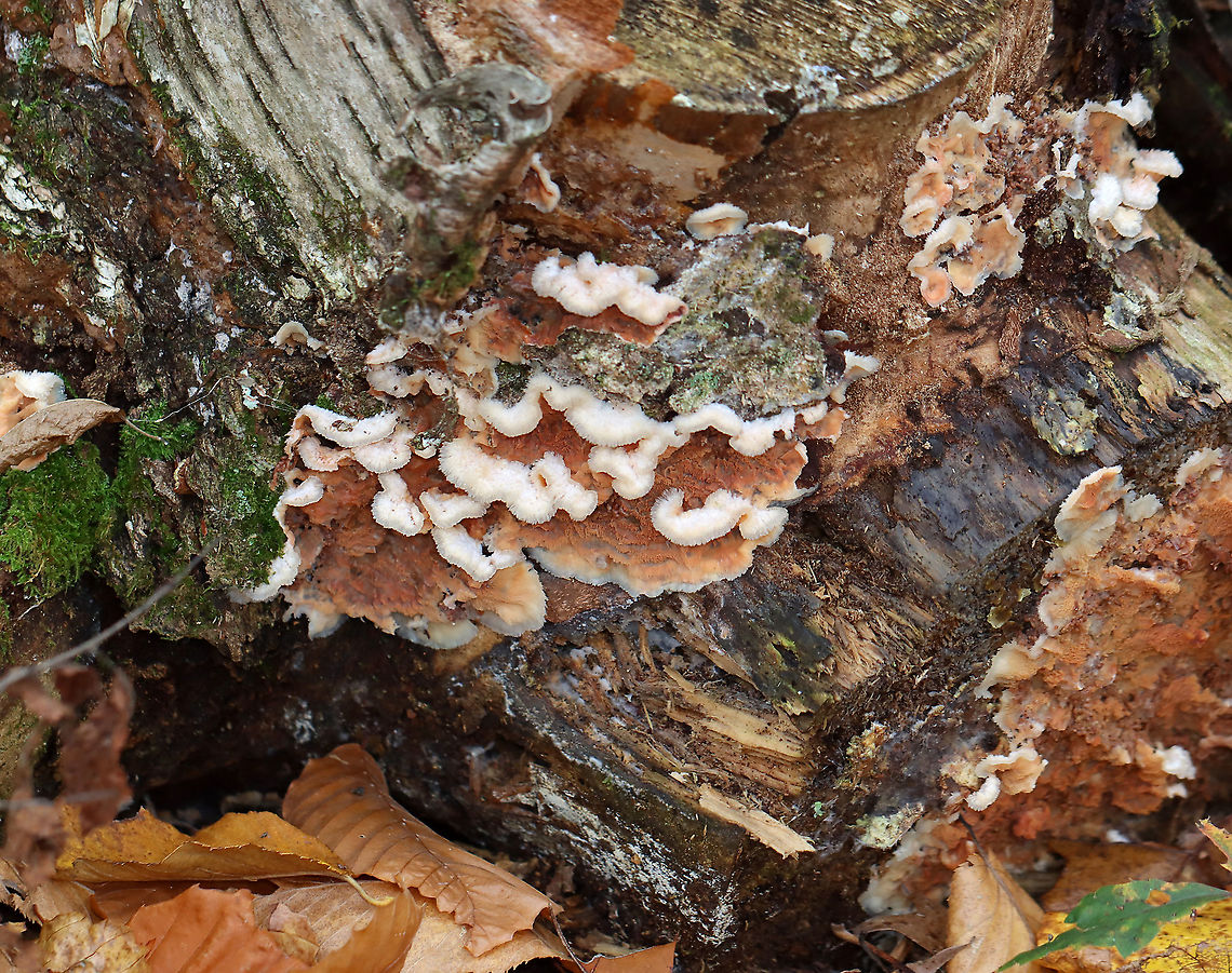 Trembling Phlebia - Phlebia tremellosa Habitat: Growing on rotting birch in a mixed forest<br />
<figure class="photo"><a href="https://www.jungledragon.com/image/122645/trembling_phlebia_-_phlebia_tremellosa.html" title="Trembling Phlebia - Phlebia tremellosa"><img src="https://s3.amazonaws.com/media.jungledragon.com/images/3232/122645_thumb.jpg?AWSAccessKeyId=05GMT0V3GWVNE7GGM1R2&Expires=1767225610&Signature=0gZFFmLSbk%2BSaWmumI9DB4q1rOs%3D" width="200" height="136" alt="Trembling Phlebia - Phlebia tremellosa Habitat: Growing on rotting birch in a mixed forest<br />
https://www.jungledragon.com/image/122645/trembling_phlebia_-_phlebia_tremellosa.html<br />
https://www.jungledragon.com/image/122648/trembling_phlebia_-_phlebia_tremellosa.html<br />
https://www.jungledragon.com/image/122647/trembling_phlebia_-_phlebia_tremellosa.html<br />
https://www.jungledragon.com/image/122646/trembling_phlebia_-_phlebia_tremellosa.html Fall,Geotagged,Merulius tremellosus,Phlebia tremellosa,United States,jelly rot" /></a></figure><br />
<figure class="photo"><a href="https://www.jungledragon.com/image/122648/trembling_phlebia_-_phlebia_tremellosa.html" title="Trembling Phlebia - Phlebia tremellosa"><img src="https://s3.amazonaws.com/media.jungledragon.com/images/3232/122648_thumb.jpg?AWSAccessKeyId=05GMT0V3GWVNE7GGM1R2&Expires=1767225610&Signature=weo%2BBlJMfvqwQ58g%2FXOcxWxjGVg%3D" width="200" height="144" alt="Trembling Phlebia - Phlebia tremellosa Habitat: Growing on rotting birch in a mixed forest<br />
https://www.jungledragon.com/image/122645/trembling_phlebia_-_phlebia_tremellosa.html<br />
https://www.jungledragon.com/image/122648/trembling_phlebia_-_phlebia_tremellosa.html<br />
https://www.jungledragon.com/image/122647/trembling_phlebia_-_phlebia_tremellosa.html<br />
https://www.jungledragon.com/image/122646/trembling_phlebia_-_phlebia_tremellosa.html Fall,Geotagged,Merulius,Merulius tremellosus,Phlebia,Phlebia tremellosa,United States,fungus,trembling phlebia" /></a></figure><br />
<figure class="photo"><a href="https://www.jungledragon.com/image/122647/trembling_phlebia_-_phlebia_tremellosa.html" title="Trembling Phlebia - Phlebia tremellosa"><img src="https://s3.amazonaws.com/media.jungledragon.com/images/3232/122647_thumb.jpg?AWSAccessKeyId=05GMT0V3GWVNE7GGM1R2&Expires=1767225610&Signature=yThpoUb9ezmju6axbkdoGEVy6OE%3D" width="200" height="158" alt="Trembling Phlebia - Phlebia tremellosa Habitat: Growing on rotting birch in a mixed forest<br />
https://www.jungledragon.com/image/122645/trembling_phlebia_-_phlebia_tremellosa.html<br />
https://www.jungledragon.com/image/122648/trembling_phlebia_-_phlebia_tremellosa.html<br />
https://www.jungledragon.com/image/122647/trembling_phlebia_-_phlebia_tremellosa.html<br />
https://www.jungledragon.com/image/122646/trembling_phlebia_-_phlebia_tremellosa.html Fall,Geotagged,Phlebia tremellosa,United States" /></a></figure><br />
<figure class="photo"><a href="https://www.jungledragon.com/image/122646/trembling_phlebia_-_phlebia_tremellosa.html" title="Trembling Phlebia - Phlebia tremellosa"><img src="https://s3.amazonaws.com/media.jungledragon.com/images/3232/122646_thumb.jpg?AWSAccessKeyId=05GMT0V3GWVNE7GGM1R2&Expires=1767225610&Signature=efCXmD05glu8%2BLxVmjZ1D7g3o5c%3D" width="200" height="154" alt="Trembling Phlebia - Phlebia tremellosa Habitat: Growing on rotting birch in a mixed forest<br />
https://www.jungledragon.com/image/122645/trembling_phlebia_-_phlebia_tremellosa.html<br />
https://www.jungledragon.com/image/122648/trembling_phlebia_-_phlebia_tremellosa.html<br />
https://www.jungledragon.com/image/122647/trembling_phlebia_-_phlebia_tremellosa.html<br />
https://www.jungledragon.com/image/122646/trembling_phlebia_-_phlebia_tremellosa.html Fall,Geotagged,Phlebia tremellosa,United States" /></a></figure> Fall,Geotagged,Phlebia tremellosa,United States