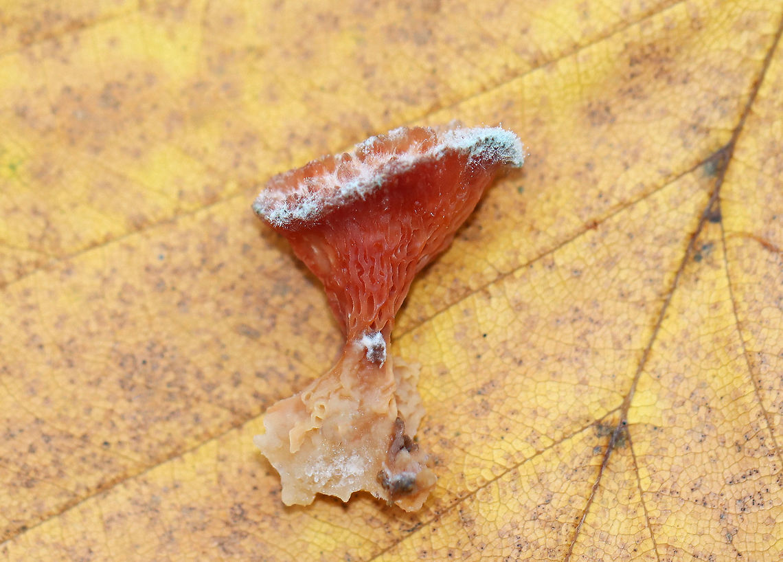 Trembling Phlebia - Phlebia tremellosa Habitat: Growing on rotting birch in a mixed forest<br />
<figure class="photo"><a href="https://www.jungledragon.com/image/122645/trembling_phlebia_-_phlebia_tremellosa.html" title="Trembling Phlebia - Phlebia tremellosa"><img src="https://s3.amazonaws.com/media.jungledragon.com/images/3232/122645_thumb.jpg?AWSAccessKeyId=05GMT0V3GWVNE7GGM1R2&Expires=1759968010&Signature=8P3Q5bViMpWKlOeU3JrFab4pKW4%3D" width="200" height="136" alt="Trembling Phlebia - Phlebia tremellosa Habitat: Growing on rotting birch in a mixed forest<br />
https://www.jungledragon.com/image/122645/trembling_phlebia_-_phlebia_tremellosa.html<br />
https://www.jungledragon.com/image/122648/trembling_phlebia_-_phlebia_tremellosa.html<br />
https://www.jungledragon.com/image/122647/trembling_phlebia_-_phlebia_tremellosa.html<br />
https://www.jungledragon.com/image/122646/trembling_phlebia_-_phlebia_tremellosa.html Fall,Geotagged,Merulius tremellosus,Phlebia tremellosa,United States,jelly rot" /></a></figure><br />
<figure class="photo"><a href="https://www.jungledragon.com/image/122648/trembling_phlebia_-_phlebia_tremellosa.html" title="Trembling Phlebia - Phlebia tremellosa"><img src="https://s3.amazonaws.com/media.jungledragon.com/images/3232/122648_thumb.jpg?AWSAccessKeyId=05GMT0V3GWVNE7GGM1R2&Expires=1759968010&Signature=lWQUjz8GgIUb2f1JElAPWYRCEW4%3D" width="200" height="144" alt="Trembling Phlebia - Phlebia tremellosa Habitat: Growing on rotting birch in a mixed forest<br />
https://www.jungledragon.com/image/122645/trembling_phlebia_-_phlebia_tremellosa.html<br />
https://www.jungledragon.com/image/122648/trembling_phlebia_-_phlebia_tremellosa.html<br />
https://www.jungledragon.com/image/122647/trembling_phlebia_-_phlebia_tremellosa.html<br />
https://www.jungledragon.com/image/122646/trembling_phlebia_-_phlebia_tremellosa.html Fall,Geotagged,Merulius,Merulius tremellosus,Phlebia,Phlebia tremellosa,United States,fungus,trembling phlebia" /></a></figure><br />
<figure class="photo"><a href="https://www.jungledragon.com/image/122647/trembling_phlebia_-_phlebia_tremellosa.html" title="Trembling Phlebia - Phlebia tremellosa"><img src="https://s3.amazonaws.com/media.jungledragon.com/images/3232/122647_thumb.jpg?AWSAccessKeyId=05GMT0V3GWVNE7GGM1R2&Expires=1759968010&Signature=q2UUhDbk8omKtQg%2BOgGuw3Ro4ro%3D" width="200" height="158" alt="Trembling Phlebia - Phlebia tremellosa Habitat: Growing on rotting birch in a mixed forest<br />
https://www.jungledragon.com/image/122645/trembling_phlebia_-_phlebia_tremellosa.html<br />
https://www.jungledragon.com/image/122648/trembling_phlebia_-_phlebia_tremellosa.html<br />
https://www.jungledragon.com/image/122647/trembling_phlebia_-_phlebia_tremellosa.html<br />
https://www.jungledragon.com/image/122646/trembling_phlebia_-_phlebia_tremellosa.html Fall,Geotagged,Phlebia tremellosa,United States" /></a></figure><br />
<figure class="photo"><a href="https://www.jungledragon.com/image/122646/trembling_phlebia_-_phlebia_tremellosa.html" title="Trembling Phlebia - Phlebia tremellosa"><img src="https://s3.amazonaws.com/media.jungledragon.com/images/3232/122646_thumb.jpg?AWSAccessKeyId=05GMT0V3GWVNE7GGM1R2&Expires=1759968010&Signature=gC07L7qDu86TJWliqhVs837DrP4%3D" width="200" height="154" alt="Trembling Phlebia - Phlebia tremellosa Habitat: Growing on rotting birch in a mixed forest<br />
https://www.jungledragon.com/image/122645/trembling_phlebia_-_phlebia_tremellosa.html<br />
https://www.jungledragon.com/image/122648/trembling_phlebia_-_phlebia_tremellosa.html<br />
https://www.jungledragon.com/image/122647/trembling_phlebia_-_phlebia_tremellosa.html<br />
https://www.jungledragon.com/image/122646/trembling_phlebia_-_phlebia_tremellosa.html Fall,Geotagged,Phlebia tremellosa,United States" /></a></figure> Fall,Geotagged,Merulius,Merulius tremellosus,Phlebia,Phlebia tremellosa,United States,fungus,trembling phlebia