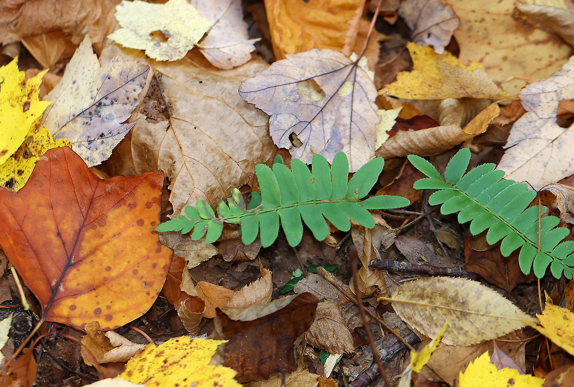Christmas Fern - Polystichum acrostichoides It&#039;s common name comes from the fact that this is an evergreen fern that is still green at Christmas.<br />
<br />
Habitat: Rocky, deciduous forest Christmas fern,Fall,Geotagged,Polystichum,Polystichum acrostichoides,United States,evergreen fern,fern