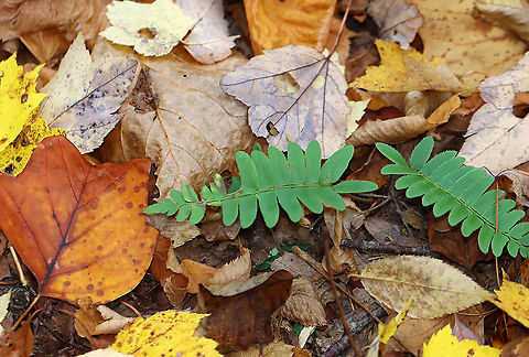 Christmas Fern - Polystichum acrostichoides It's common name comes from the fact that this is an evergreen fern that is still green at Christmas.

Habitat: Rocky, deciduous forest Christmas fern,Fall,Geotagged,Polystichum,Polystichum acrostichoides,United States,evergreen fern,fern