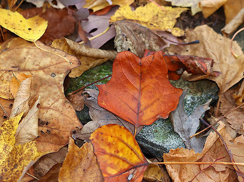 American Tulip Tree Leaf - Liriodendron tulipifera The ID is for the dark orange leaf in the center. 

Tulip trees are valuable timber because they grow fast, are tall, have few branches, and produce strong wood. The tree also has gorgeous flowers in the spring, which produce lots of nectar.

Habitat: Deciduous forest American tulip tree,Fall,Geotagged,Liriodendron,Liriodendron tulipifera,United States,autumn,fall foliage,leaves,tulip tree