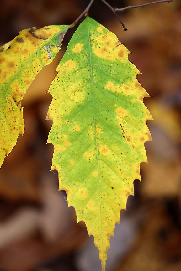 American Chestnut Leaf - Castanea dentata *Tentative ID - it also looks quite similar to Fagus grandifolia*<br />
<br />
Native to eastern North America, American chestnut used to be pretty common until it was devastated during the first half of the 20th century by chestnut blight. Up to 4 billion trees were destroyed as a result. It's now listed as critically endangered.<br />
<br />
Habitat: Deciduous forest American chestnut,Castanea dentata,Fall,Geotagged,United States,autumn,leaf