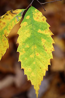 American Chestnut Leaf - Castanea dentata *Tentative ID - it also looks quite similar to Fagus grandifolia*

Native to eastern North America, American chestnut used to be pretty common until it was devastated during the first half of the 20th century by chestnut blight. Up to 4 billion trees were destroyed as a result. It's now listed as critically endangered.

Habitat: Deciduous forest American chestnut,Castanea dentata,Fall,Geotagged,United States,autumn,leaf