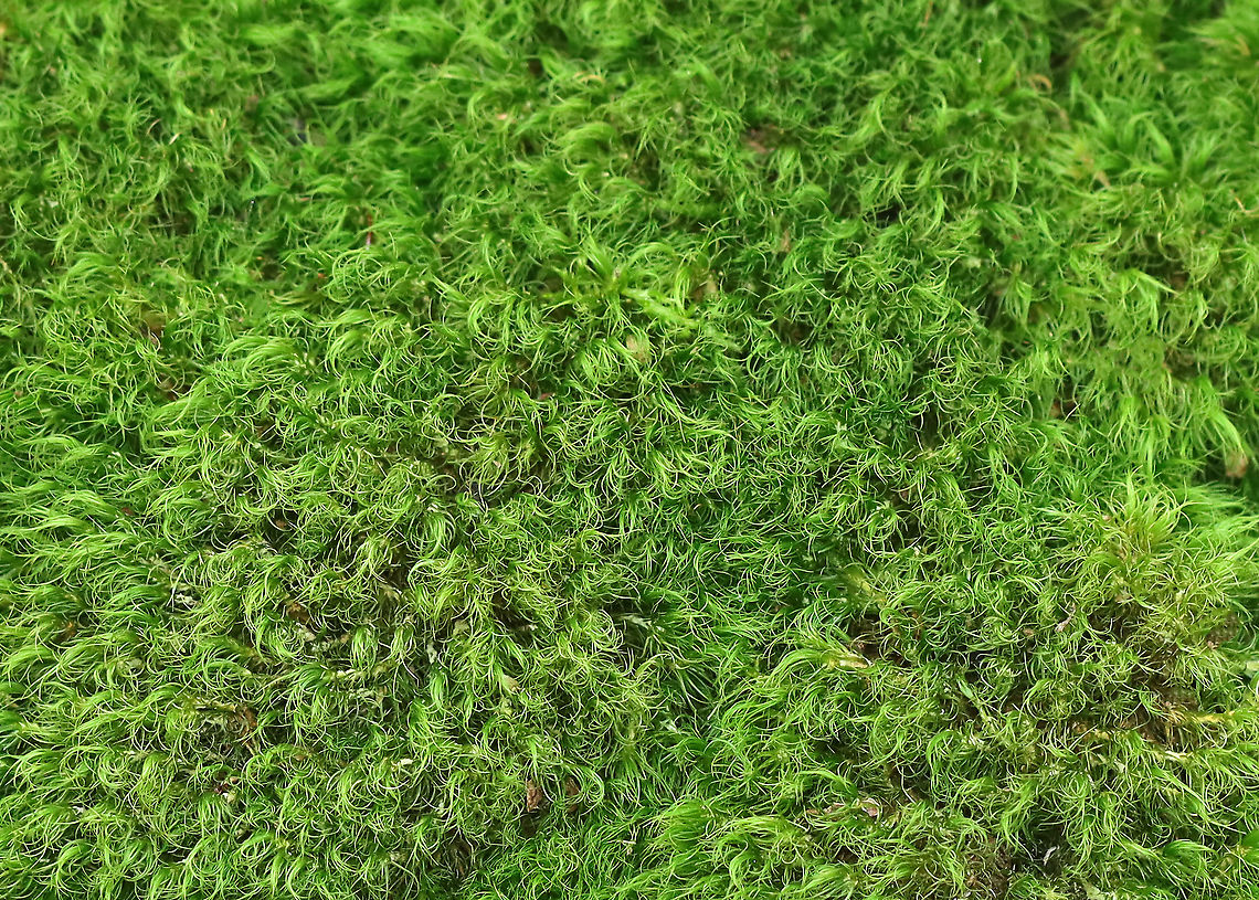 Boulder Broom Moss - Dicranum fulvum *Tentative ID<br />
<br />
Habitat: Growing on a rock; mostly deciduous forest<br />
<figure class="photo"><a href="https://www.jungledragon.com/image/122657/boulder_broom_moss_-_dicranum_fulvum.html" title="Boulder Broom Moss - Dicranum fulvum"><img src="https://s3.amazonaws.com/media.jungledragon.com/images/3232/122657_thumb.jpg?AWSAccessKeyId=05GMT0V3GWVNE7GGM1R2&Expires=1759968010&Signature=dZ0DrcdgVytm%2Fa4vv8doIDU0QDI%3D" width="200" height="134" alt="Boulder Broom Moss - Dicranum fulvum *Tentative ID<br />
<br />
Habitat: Growing on a rock; mostly deciduous forest<br />
https://www.jungledragon.com/image/122656/boulder_broom_moss_-_dicranum_fulvum.html Boulder Broom Moss,Dicranum,Dicranum fulvum,Fall,Geotagged,United States,moss" /></a></figure> Boulder Broom Moss,Dicranum fulvum,Fall,Geotagged,United States