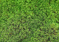 Boulder Broom Moss - Dicranum fulvum *Tentative ID<br />
<br />
Habitat: Growing on a rock; mostly deciduous forest<br />
https://www.jungledragon.com/image/122657/boulder_broom_moss_-_dicranum_fulvum.html Boulder Broom Moss,Dicranum fulvum,Fall,Geotagged,United States