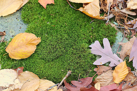 Boulder Broom Moss - Dicranum fulvum *Tentative ID

Habitat: Growing on a rock; mostly deciduous forest
https://www.jungledragon.com/image/122656/boulder_broom_moss_-_dicranum_fulvum.html Boulder Broom Moss,Dicranum,Dicranum fulvum,Fall,Geotagged,United States,moss