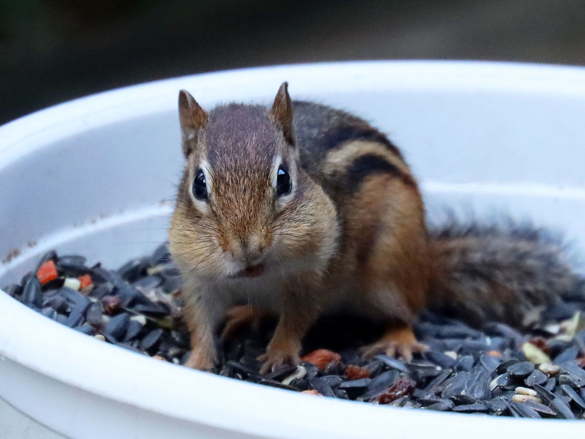 Eastern Chipmunk - Tamias striatus My mom was taking a break from filling her birdfeeders and she had left out the big bowl of birdseed that she uses to fill them. It didn&#039;t take the local chipmunks long to find the bowl on her deck. They took turns stuffing their cheeks, providing us with some much needed comic relief.<br />
<br />
Habitat: Rural, forested backyard<br />
<figure class="photo"><a href="https://www.jungledragon.com/image/122853/eastern_chipmunk_-_tamias_striatus.html" title="Eastern Chipmunk - Tamias striatus"><img src="https://s3.amazonaws.com/media.jungledragon.com/images/3232/122853_thumb.jpg?AWSAccessKeyId=05GMT0V3GWVNE7GGM1R2&Expires=1759968010&Signature=HpAzngEUGdqSbymiX4B3yHKeWAs%3D" width="200" height="158" alt="Eastern Chipmunk - Tamias striatus My mom was taking a break from filling her birdfeeders and she had left out the big bowl of birdseed that she uses to fill them. It didn&#039;t take the local chipmunks long to find the bowl on her deck. They took turns stuffing their cheeks, providing us with some much needed comic relief.<br />
<br />
Habitat: Rural, forested backyard<br />
https://www.jungledragon.com/image/122852/eastern_chipmunk_-_tamias_striatus.html Eastern chipmunk,Fall,Geotagged,Tamias striatus,United States" /></a></figure> Chipmunk,Eastern chipmunk,Fall,Geotagged,Tamias,Tamias striatus,United States
