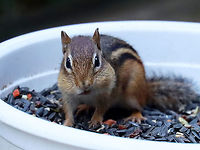 Eastern Chipmunk - Tamias striatus My mom was taking a break from filling her birdfeeders and she had left out the big bowl of birdseed that she uses to fill them. It didn't take the local chipmunks long to find the bowl on her deck. They took turns stuffing their cheeks, providing us with some much needed comic relief.<br />
<br />
Habitat: Rural, forested backyard<br />
https://www.jungledragon.com/image/122853/eastern_chipmunk_-_tamias_striatus.html Chipmunk,Eastern chipmunk,Fall,Geotagged,Tamias,Tamias striatus,United States