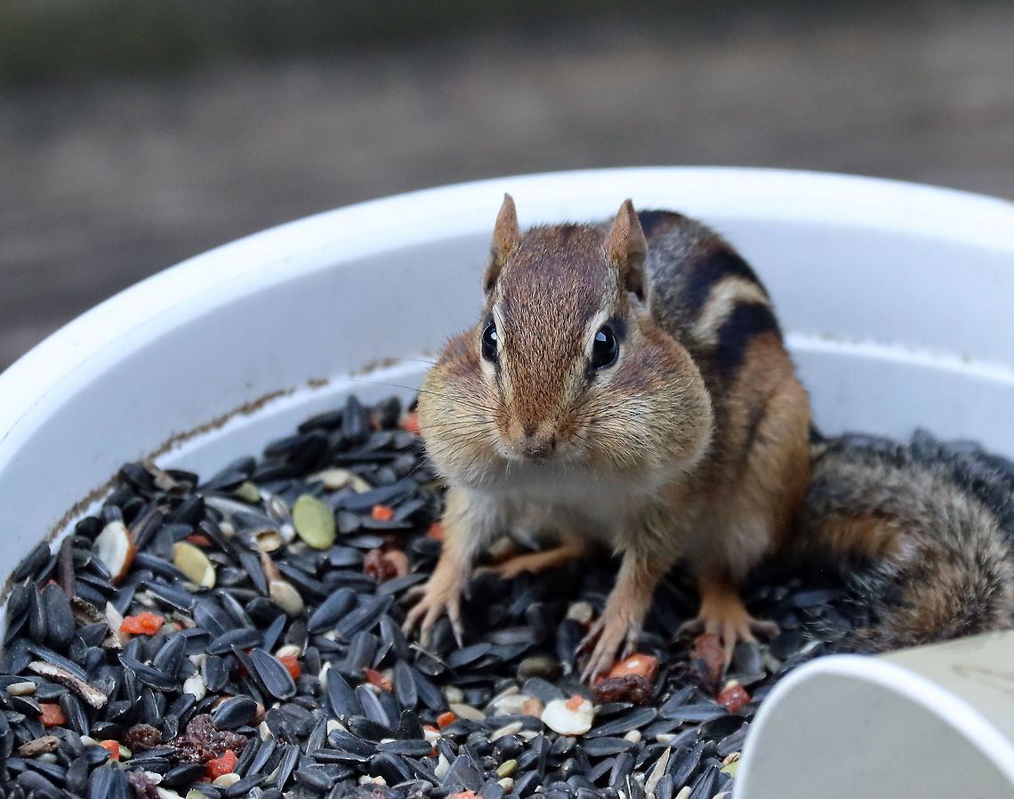 Eastern Chipmunk - Tamias striatus My mom was taking a break from filling her birdfeeders and she had left out the big bowl of birdseed that she uses to fill them. It didn't take the local chipmunks long to find the bowl on her deck. They took turns stuffing their cheeks, providing us with some much needed comic relief.<br />
<br />
Habitat: Rural, forested backyard<br />
<figure class="photo"><a href="https://www.jungledragon.com/image/122852/eastern_chipmunk_-_tamias_striatus.html" title="Eastern Chipmunk - Tamias striatus"><img src="https://s3.amazonaws.com/media.jungledragon.com/images/3232/122852_thumb.jpg?AWSAccessKeyId=05GMT0V3GWVNE7GGM1R2&Expires=1763596810&Signature=Fc9AiXfRDLLImABV%2BgWkz0gxgdA%3D" width="200" height="152" alt="Eastern Chipmunk - Tamias striatus My mom was taking a break from filling her birdfeeders and she had left out the big bowl of birdseed that she uses to fill them. It didn't take the local chipmunks long to find the bowl on her deck. They took turns stuffing their cheeks, providing us with some much needed comic relief.<br />
<br />
Habitat: Rural, forested backyard<br />
https://www.jungledragon.com/image/122853/eastern_chipmunk_-_tamias_striatus.html Chipmunk,Eastern chipmunk,Fall,Geotagged,Tamias,Tamias striatus,United States" /></a></figure> Eastern chipmunk,Fall,Geotagged,Tamias striatus,United States