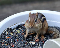 Eastern Chipmunk - Tamias striatus My mom was taking a break from filling her birdfeeders and she had left out the big bowl of birdseed that she uses to fill them. It didn't take the local chipmunks long to find the bowl on her deck. They took turns stuffing their cheeks, providing us with some much needed comic relief.<br />
<br />
Habitat: Rural, forested backyard<br />
https://www.jungledragon.com/image/122852/eastern_chipmunk_-_tamias_striatus.html Eastern chipmunk,Fall,Geotagged,Tamias striatus,United States