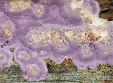 Fungus - Phlebiopsis crassa Phlebiopsis crassa or Punctularia atropurpurascens?? 

Habitat: Growing on decorticated wood; mostly deciduous forest
https://www.jungledragon.com/image/123185/fungus_-_phlebiopsis_crassa_or_punctularia_atropurpurascens.html
https://www.jungledragon.com/image/123187/fungus_-_phlebiopsis_crassa_or_punctularia_atropurpurascens.html
https://www.jungledragon.com/image/123186/fungus_-_phlebiopsis_crassa_or_punctularia_atropurpurascens.html Fall,Geotagged,Phlebiopsis crassa,United States,fungi,fungus,purple fungus
