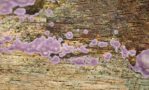 Fungus - Phlebiopsis crassa Phlebiopsis crassa or Punctularia atropurpurascens??

Habitat: Growing on decorticated wood; mostly deciduous forest
https://www.jungledragon.com/image/123185/fungus_-_phlebiopsis_crassa_or_punctularia_atropurpurascens.html
https://www.jungledragon.com/image/123187/fungus_-_phlebiopsis_crassa_or_punctularia_atropurpurascens.html
https://www.jungledragon.com/image/123186/fungus_-_phlebiopsis_crassa_or_punctularia_atropurpurascens.html Fall,Geotagged,Phlebiopsis crassa,United States