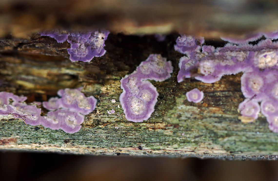 Fungus - Phlebiopsis crassa Phlebiopsis crassa or Punctularia atropurpurascens??<br />
<br />
Habitat: Growing on decorticated wood; mostly deciduous forest<br />
<figure class="photo"><a href="https://www.jungledragon.com/image/123185/fungus_-_phlebiopsis_crassa.html" title="Fungus - Phlebiopsis crassa"><img src="https://s3.amazonaws.com/media.jungledragon.com/images/3232/123185_thumb.jpg?AWSAccessKeyId=05GMT0V3GWVNE7GGM1R2&Expires=1769040010&Signature=ZM5JmmK8ANqQgxa8lnx76UaDjLw%3D" width="200" height="148" alt="Fungus - Phlebiopsis crassa Phlebiopsis crassa or Punctularia atropurpurascens?? <br />
<br />
Habitat: Growing on decorticated wood; mostly deciduous forest<br />
https://www.jungledragon.com/image/123185/fungus_-_phlebiopsis_crassa_or_punctularia_atropurpurascens.html<br />
https://www.jungledragon.com/image/123187/fungus_-_phlebiopsis_crassa_or_punctularia_atropurpurascens.html<br />
https://www.jungledragon.com/image/123186/fungus_-_phlebiopsis_crassa_or_punctularia_atropurpurascens.html Fall,Geotagged,Phlebiopsis crassa,United States,fungi,fungus,purple fungus" /></a></figure><br />
<figure class="photo"><a href="https://www.jungledragon.com/image/123187/fungus_-_phlebiopsis_crassa.html" title="Fungus - Phlebiopsis crassa"><img src="https://s3.amazonaws.com/media.jungledragon.com/images/3232/123187_thumb.jpg?AWSAccessKeyId=05GMT0V3GWVNE7GGM1R2&Expires=1769040010&Signature=Wp7FP%2B2718FTcs8ldN2sOTl7eBM%3D" width="200" height="132" alt="Fungus - Phlebiopsis crassa Phlebiopsis crassa or Punctularia atropurpurascens??<br />
<br />
Habitat: Growing on decorticated wood; mostly deciduous forest<br />
https://www.jungledragon.com/image/123185/fungus_-_phlebiopsis_crassa_or_punctularia_atropurpurascens.html<br />
https://www.jungledragon.com/image/123187/fungus_-_phlebiopsis_crassa_or_punctularia_atropurpurascens.html<br />
https://www.jungledragon.com/image/123186/fungus_-_phlebiopsis_crassa_or_punctularia_atropurpurascens.html Fall,Geotagged,Phlebiopsis crassa,United States" /></a></figure><br />
<figure class="photo"><a href="https://www.jungledragon.com/image/123186/fungus_-_phlebiopsis_crassa.html" title="Fungus - Phlebiopsis crassa"><img src="https://s3.amazonaws.com/media.jungledragon.com/images/3232/123186_thumb.jpg?AWSAccessKeyId=05GMT0V3GWVNE7GGM1R2&Expires=1769040010&Signature=w4Wqy%2Bl9S%2FzWiBHda7psnYNwii0%3D" width="200" height="122" alt="Fungus - Phlebiopsis crassa Phlebiopsis crassa or Punctularia atropurpurascens??<br />
<br />
Habitat: Growing on decorticated wood; mostly deciduous forest<br />
https://www.jungledragon.com/image/123185/fungus_-_phlebiopsis_crassa_or_punctularia_atropurpurascens.html<br />
https://www.jungledragon.com/image/123187/fungus_-_phlebiopsis_crassa_or_punctularia_atropurpurascens.html<br />
https://www.jungledragon.com/image/123186/fungus_-_phlebiopsis_crassa_or_punctularia_atropurpurascens.html Fall,Geotagged,Phlebiopsis crassa,United States" /></a></figure> Fall,Geotagged,Phlebiopsis crassa,United States