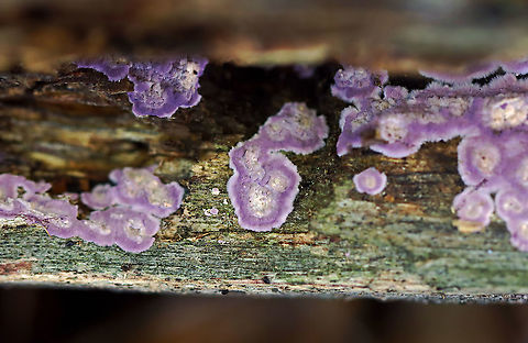 Fungus - Phlebiopsis crassa Phlebiopsis crassa or Punctularia atropurpurascens??

Habitat: Growing on decorticated wood; mostly deciduous forest
https://www.jungledragon.com/image/123185/fungus_-_phlebiopsis_crassa_or_punctularia_atropurpurascens.html
https://www.jungledragon.com/image/123187/fungus_-_phlebiopsis_crassa_or_punctularia_atropurpurascens.html
https://www.jungledragon.com/image/123186/fungus_-_phlebiopsis_crassa_or_punctularia_atropurpurascens.html Fall,Geotagged,Phlebiopsis crassa,United States
