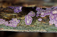 Fungus - Phlebiopsis crassa Phlebiopsis crassa or Punctularia atropurpurascens??<br />
<br />
Habitat: Growing on decorticated wood; mostly deciduous forest<br />
https://www.jungledragon.com/image/123185/fungus_-_phlebiopsis_crassa_or_punctularia_atropurpurascens.html<br />
https://www.jungledragon.com/image/123187/fungus_-_phlebiopsis_crassa_or_punctularia_atropurpurascens.html<br />
https://www.jungledragon.com/image/123186/fungus_-_phlebiopsis_crassa_or_punctularia_atropurpurascens.html Fall,Geotagged,Phlebiopsis crassa,United States
