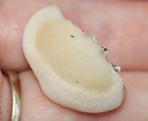 Polypore Fungus - Spongipellis unicolor *Tentative ID

Habitat: There were several growing on a snag; mixed forest
https://www.jungledragon.com/image/123188/polypore_fungus_-_spongipellis_unicolor.html
https://www.jungledragon.com/image/123190/polypore_fungus_-_spongipellis_unicolor.html
https://www.jungledragon.com/image/123189/polypore_fungus_-_spongipellis_unicolor.html Fall,Geotagged,Spongipellis,Spongipellis unicolor,United States,fungus,mushroom,polypore
