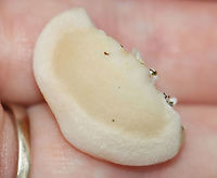 Polypore Fungus - Spongipellis unicolor *Tentative ID<br />
<br />
Habitat: There were several growing on a snag; mixed forest<br />
https://www.jungledragon.com/image/123188/polypore_fungus_-_spongipellis_unicolor.html<br />
https://www.jungledragon.com/image/123190/polypore_fungus_-_spongipellis_unicolor.html<br />
https://www.jungledragon.com/image/123189/polypore_fungus_-_spongipellis_unicolor.html Fall,Geotagged,Spongipellis,Spongipellis unicolor,United States,fungus,mushroom,polypore
