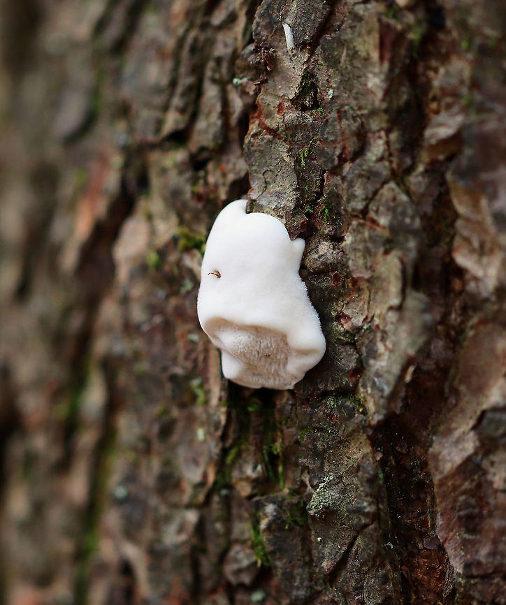 Polypore Fungus - Spongipellis unicolor *Tentative ID<br />
<br />
Habitat: There were several growing on a snag; mixed forest<br />
<figure class="photo"><a href="https://www.jungledragon.com/image/123188/polypore_fungus_-_spongipellis_unicolor.html" title="Polypore Fungus - Spongipellis unicolor"><img src="https://s3.amazonaws.com/media.jungledragon.com/images/3232/123188_thumb.jpg?AWSAccessKeyId=05GMT0V3GWVNE7GGM1R2&Expires=1769040010&Signature=xSTM9K9vvHDvfoNHzoN45NG0bZc%3D" width="200" height="166" alt="Polypore Fungus - Spongipellis unicolor *Tentative ID<br />
<br />
Habitat: There were several growing on a snag; mixed forest<br />
https://www.jungledragon.com/image/123188/polypore_fungus_-_spongipellis_unicolor.html<br />
https://www.jungledragon.com/image/123190/polypore_fungus_-_spongipellis_unicolor.html<br />
https://www.jungledragon.com/image/123189/polypore_fungus_-_spongipellis_unicolor.html Fall,Geotagged,Spongipellis,Spongipellis unicolor,United States,fungus,mushroom,polypore" /></a></figure><br />
<figure class="photo"><a href="https://www.jungledragon.com/image/123190/polypore_fungus_-_spongipellis_unicolor.html" title="Polypore Fungus - Spongipellis unicolor"><img src="https://s3.amazonaws.com/media.jungledragon.com/images/3232/123190_thumb.jpg?AWSAccessKeyId=05GMT0V3GWVNE7GGM1R2&Expires=1769040010&Signature=d%2FO0ryho0Xz1cGsSDsz0Dj3HjUI%3D" width="200" height="166" alt="Polypore Fungus - Spongipellis unicolor *Tentative ID<br />
<br />
Habitat: There were several growing on a snag; mixed forest<br />
https://www.jungledragon.com/image/123188/polypore_fungus_-_spongipellis_unicolor.html<br />
https://www.jungledragon.com/image/123190/polypore_fungus_-_spongipellis_unicolor.html<br />
https://www.jungledragon.com/image/123189/polypore_fungus_-_spongipellis_unicolor.html Fall,Geotagged,Spongipellis unicolor,United States" /></a></figure><br />
<figure class="photo"><a href="https://www.jungledragon.com/image/123189/polypore_fungus_-_spongipellis_unicolor.html" title="Polypore Fungus - Spongipellis unicolor"><img src="https://s3.amazonaws.com/media.jungledragon.com/images/3232/123189_thumb.jpg?AWSAccessKeyId=05GMT0V3GWVNE7GGM1R2&Expires=1769040010&Signature=jhSFMNPEDbavQz4njiwvs%2FmpfaY%3D" width="128" height="152" alt="Polypore Fungus - Spongipellis unicolor *Tentative ID<br />
<br />
Habitat: There were several growing on a snag; mixed forest<br />
https://www.jungledragon.com/image/123188/polypore_fungus_-_spongipellis_unicolor.html<br />
https://www.jungledragon.com/image/123190/polypore_fungus_-_spongipellis_unicolor.html<br />
https://www.jungledragon.com/image/123189/polypore_fungus_-_spongipellis_unicolor.html Fall,Geotagged,Spongipellis unicolor,United States" /></a></figure> Fall,Geotagged,Spongipellis unicolor,United States