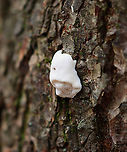 Polypore Fungus - Spongipellis unicolor *Tentative ID<br />
<br />
Habitat: There were several growing on a snag; mixed forest<br />
https://www.jungledragon.com/image/123188/polypore_fungus_-_spongipellis_unicolor.html<br />
https://www.jungledragon.com/image/123190/polypore_fungus_-_spongipellis_unicolor.html<br />
https://www.jungledragon.com/image/123189/polypore_fungus_-_spongipellis_unicolor.html Fall,Geotagged,Spongipellis unicolor,United States