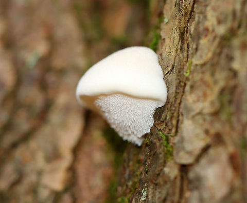 Polypore Fungus - Spongipellis unicolor *Tentative ID

Habitat: There were several growing on a snag; mixed forest
https://www.jungledragon.com/image/123188/polypore_fungus_-_spongipellis_unicolor.html
https://www.jungledragon.com/image/123190/polypore_fungus_-_spongipellis_unicolor.html
https://www.jungledragon.com/image/123189/polypore_fungus_-_spongipellis_unicolor.html Fall,Geotagged,Spongipellis unicolor,United States