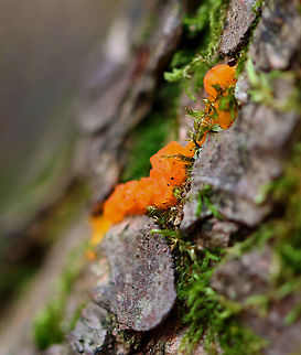 Fungi - Dacrymyces chrysospermus or Tremella mesenterica? Habitat: Growing on a tree; mixed forest Fall,Geotagged,United States,fungi,fungus,jelly fungus
