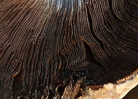 Mushroom - Psathyrellaceae, Coprinellus sp. Habitat: Growing on the ground near a river’s edge; deciduous forest<br />
https://www.jungledragon.com/image/123192/mushroom_-_psathyrellaceae_coprinellus_sp.html<br />
https://www.jungledragon.com/image/123195/mushroom_-_psathyrellaceae_coprinellus_sp.html<br />
https://www.jungledragon.com/image/123194/mushroom_-_psathyrellaceae_coprinellus_sp.html<br />
https://www.jungledragon.com/image/123193/mushroom_-_psathyrellaceae_coprinellus_sp.html<br />
 Fall,Geotagged,United States