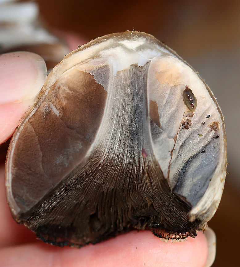 Mushroom - Psathyrellaceae, Coprinellus sp. Habitat: Growing on the ground near a river&rsquo;s edge; deciduous foresthttps://www.jungledragon.com/image/123192/mushroom_-_psathyrellaceae_coprinellus_sp.html<br />
<figure class="photo"><a href="https://www.jungledragon.com/image/123195/mushroom_-_psathyrellaceae_coprinellus_sp.html" title="Mushroom - Psathyrellaceae, Coprinellus sp."><img src="https://s3.amazonaws.com/media.jungledragon.com/images/3232/123195_thumb.jpg?AWSAccessKeyId=05GMT0V3GWVNE7GGM1R2&Expires=1769040010&Signature=wydzLaMLscOu4IjSHXDtWzcwfZY%3D" width="200" height="156" alt="Mushroom - Psathyrellaceae, Coprinellus sp. Habitat: Growing on the ground near a river&rsquo;s edge; deciduous forest<br />
https://www.jungledragon.com/image/123192/mushroom_-_psathyrellaceae_coprinellus_sp.html<br />
https://www.jungledragon.com/image/123195/mushroom_-_psathyrellaceae_coprinellus_sp.html<br />
https://www.jungledragon.com/image/123194/mushroom_-_psathyrellaceae_coprinellus_sp.html<br />
https://www.jungledragon.com/image/123193/mushroom_-_psathyrellaceae_coprinellus_sp.html<br />
 Fall,Geotagged,United States" /></a></figure><br />
<figure class="photo"><a href="https://www.jungledragon.com/image/123194/mushroom_-_psathyrellaceae_coprinellus_sp.html" title="Mushroom -  Psathyrellaceae, Coprinellus sp."><img src="https://s3.amazonaws.com/media.jungledragon.com/images/3232/123194_thumb.jpg?AWSAccessKeyId=05GMT0V3GWVNE7GGM1R2&Expires=1769040010&Signature=NyBKeaY3CGdpVJJggaLvl7cRwGI%3D" width="200" height="168" alt="Mushroom -  Psathyrellaceae, Coprinellus sp. Habitat: Growing on the ground near a river&rsquo;s edge; deciduous forest<br />
https://www.jungledragon.com/image/123192/mushroom_-_psathyrellaceae_coprinellus_sp.html<br />
https://www.jungledragon.com/image/123195/mushroom_-_psathyrellaceae_coprinellus_sp.html<br />
https://www.jungledragon.com/image/123194/mushroom_-_psathyrellaceae_coprinellus_sp.html<br />
https://www.jungledragon.com/image/123193/mushroom_-_psathyrellaceae_coprinellus_sp.html<br />
 Coprinellus,Fall,Geotagged,Psathyrellaceae,United States,fungus,mushroom" /></a></figure><br />
<figure class="photo"><a href="https://www.jungledragon.com/image/123193/mushroom_-_psathyrellaceae_coprinellus_sp.html" title="Mushroom - Psathyrellaceae, Coprinellus sp."><img src="https://s3.amazonaws.com/media.jungledragon.com/images/3232/123193_thumb.jpg?AWSAccessKeyId=05GMT0V3GWVNE7GGM1R2&Expires=1769040010&Signature=U5TUHAhmBmnf4UOKyvtvjT4FHhs%3D" width="138" height="152" alt="Mushroom - Psathyrellaceae, Coprinellus sp. Habitat: Growing on the ground near a river&rsquo;s edge; deciduous foresthttps://www.jungledragon.com/image/123192/mushroom_-_psathyrellaceae_coprinellus_sp.html<br />
https://www.jungledragon.com/image/123195/mushroom_-_psathyrellaceae_coprinellus_sp.html<br />
https://www.jungledragon.com/image/123194/mushroom_-_psathyrellaceae_coprinellus_sp.html<br />
https://www.jungledragon.com/image/123193/mushroom_-_psathyrellaceae_coprinellus_sp.html<br />
 Fall,Geotagged,United States" /></a></figure><br />
 Fall,Geotagged,United States