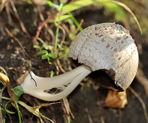 Mushroom -  Psathyrellaceae, Coprinellus sp. Habitat: Growing on the ground near a river’s edge; deciduous forest
https://www.jungledragon.com/image/123192/mushroom_-_psathyrellaceae_coprinellus_sp.html
https://www.jungledragon.com/image/123195/mushroom_-_psathyrellaceae_coprinellus_sp.html
https://www.jungledragon.com/image/123194/mushroom_-_psathyrellaceae_coprinellus_sp.html
https://www.jungledragon.com/image/123193/mushroom_-_psathyrellaceae_coprinellus_sp.html
 Coprinellus,Fall,Geotagged,Psathyrellaceae,United States,fungus,mushroom