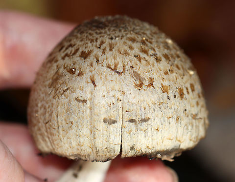 Mushroom - Psathyrellaceae, Coprinellus sp. Habitat: Growing on the ground near a river&rsquo;s edge; deciduous forest
https://www.jungledragon.com/image/123192/mushroom_-_psathyrellaceae_coprinellus_sp.html
https://www.jungledragon.com/image/123195/mushroom_-_psathyrellaceae_coprinellus_sp.html
https://www.jungledragon.com/image/123194/mushroom_-_psathyrellaceae_coprinellus_sp.html
https://www.jungledragon.com/image/123193/mushroom_-_psathyrellaceae_coprinellus_sp.html
 Fall,Geotagged,United States