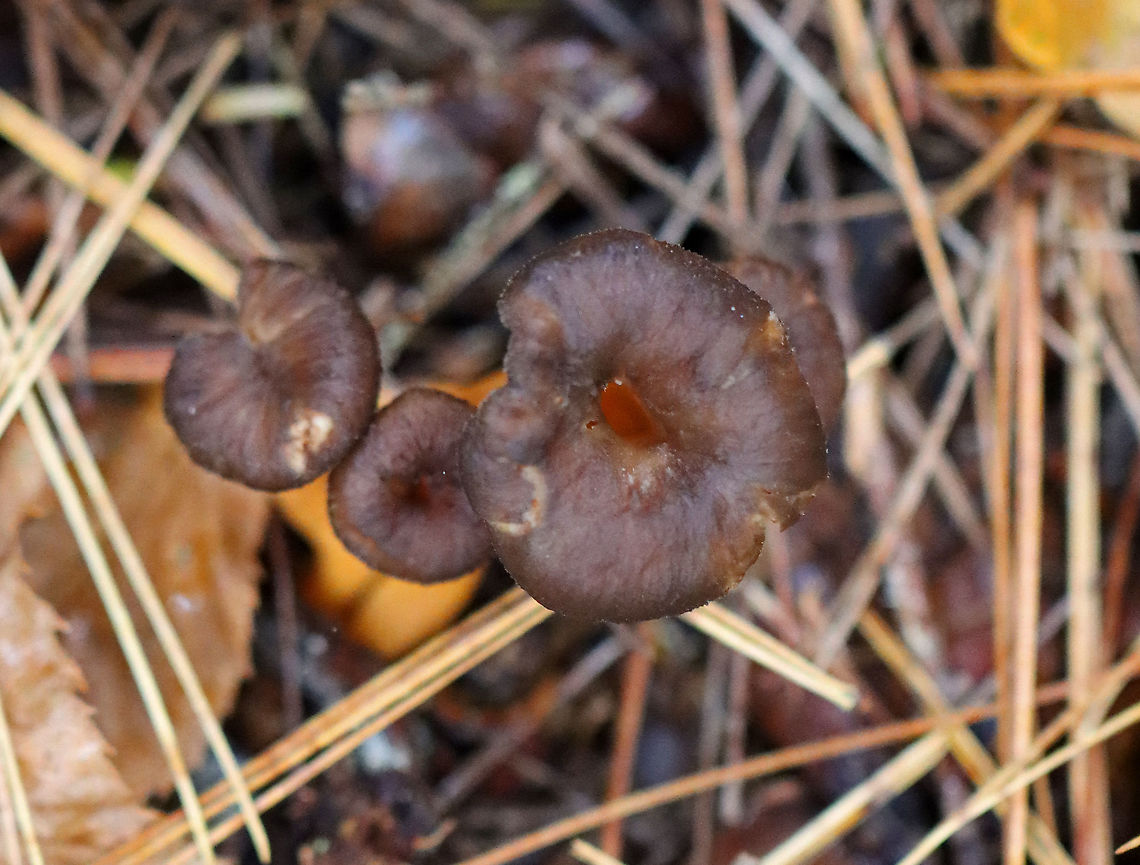 Yellowfoot Mushroom - Craterellus tubaeformis This was a first for me! Unfortunately, it was raining hard and I could only take a couple of quick photos through my rain sleeve.<br />
<br />
Habitat: Growing in a small cluster under pine; mesic, mixed forest<br />
<figure class="photo"><a href="https://www.jungledragon.com/image/123261/yellowfoot_mushroom_-_craterellus_tubaeformis.html" title="Yellowfoot Mushroom - Craterellus tubaeformis"><img src="https://s3.amazonaws.com/media.jungledragon.com/images/3232/123261_thumb.jpg?AWSAccessKeyId=05GMT0V3GWVNE7GGM1R2&Expires=1759968010&Signature=3Bz4NYeF2vxw7yLV9zFY5P7DzHs%3D" width="124" height="152" alt="Yellowfoot Mushroom - Craterellus tubaeformis This was a first for me! Unfortunately, it was raining hard  and I could only take a couple of quick photos through my rain sleeve.<br />
<br />
Habitat: Growing in a small cluster under pine; mesic, mixed forest<br />
https://www.jungledragon.com/image/123260/yellowfoot_mushroom_-_craterellus_tubaeformis.html Craterellus,Craterellus tubaeformis,Fall,Funnel Chanterelle,Geotagged,United States,Yellowfoot,fungus,mushroom,winter mushroom" /></a></figure> Craterellus tubaeformis,Fall,Geotagged,United States,Yellowfoot