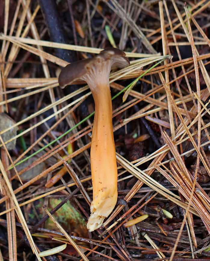 Yellowfoot Mushroom - Craterellus tubaeformis This was a first for me! Unfortunately, it was raining hard  and I could only take a couple of quick photos through my rain sleeve.<br />
<br />
Habitat: Growing in a small cluster under pine; mesic, mixed forest<br />
<figure class="photo"><a href="https://www.jungledragon.com/image/123260/yellowfoot_mushroom_-_craterellus_tubaeformis.html" title="Yellowfoot Mushroom - Craterellus tubaeformis"><img src="https://s3.amazonaws.com/media.jungledragon.com/images/3232/123260_thumb.jpg?AWSAccessKeyId=05GMT0V3GWVNE7GGM1R2&Expires=1759968010&Signature=wB9k75lQX44xDM%2Fsn9Rpdy9%2FX5g%3D" width="200" height="152" alt="Yellowfoot Mushroom - Craterellus tubaeformis This was a first for me! Unfortunately, it was raining hard and I could only take a couple of quick photos through my rain sleeve.<br />
<br />
Habitat: Growing in a small cluster under pine; mesic, mixed forest<br />
https://www.jungledragon.com/image/123261/yellowfoot_mushroom_-_craterellus_tubaeformis.html Craterellus tubaeformis,Fall,Geotagged,United States,Yellowfoot" /></a></figure> Craterellus,Craterellus tubaeformis,Fall,Funnel Chanterelle,Geotagged,United States,Yellowfoot,fungus,mushroom,winter mushroom