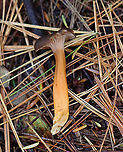 Yellowfoot Mushroom - Craterellus tubaeformis This was a first for me! Unfortunately, it was raining hard and I could only take a couple of quick photos through my rain sleeve.<br />
<br />
Habitat: Growing in a small cluster under pine; mesic, mixed forest<br />
https://www.jungledragon.com/image/123260/yellowfoot_mushroom_-_craterellus_tubaeformis.html Craterellus,Craterellus tubaeformis,Fall,Funnel Chanterelle,Geotagged,United States,Yellowfoot,fungus,mushroom,winter mushroom