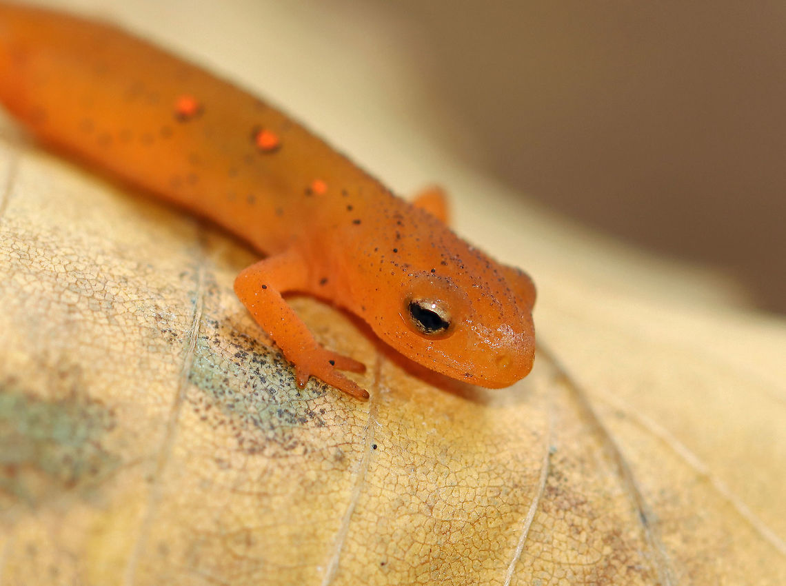 Eastern Newt (Red Eft) - Notophthalmus viridescens This red eft was the smallest I've ever seen. It was barely 4 cm long.<br />
<br />
Red efts have bright orange aposematic coloring, with darker, reddish spots outlined in black. This stage can last up to 4 years on land, during which time efts may travel far, which ensures outcrossing in the population. Efts eat small insects, snails, and other small arthropods. During winter, they hibernate under logs or rocks.<br />
<br />
Habitat: mixed forest<br />
<figure class="photo"><a href="https://www.jungledragon.com/image/123262/eastern_newt_red_eft_-_notophthalmus_viridescens.html" title="Eastern Newt (Red Eft) - Notophthalmus viridescens"><img src="https://s3.amazonaws.com/media.jungledragon.com/images/3232/123262_thumb.jpg?AWSAccessKeyId=05GMT0V3GWVNE7GGM1R2&Expires=1769040010&Signature=A%2F6d%2FzODTdp6WrsdXSjbXoch8CM%3D" width="200" height="150" alt="Eastern Newt (Red Eft) - Notophthalmus viridescens This red eft was the smallest I've ever seen. It was barely 4 cm long.<br />
<br />
Red efts have bright orange aposematic coloring, with darker, reddish spots outlined in black. This stage can last up to 4 years on land, during which time efts may travel far, which ensures outcrossing in the population. Efts eat small insects, snails, and other small arthropods. During winter, they hibernate under logs or rocks.<br />
<br />
Habitat: mixed forest<br />
https://www.jungledragon.com/image/123262/eastern_newt_red_eft_-_notophthalmus_viridescens.html<br />
https://www.jungledragon.com/image/123266/eastern_newt_red_eft_-_notophthalmus_viridescens.html<br />
https://www.jungledragon.com/image/123265/eastern_newt_red_eft_-_notophthalmus_viridescens.html<br />
https://www.jungledragon.com/image/123264/eastern_newt_red_eft_-_notophthalmus_viridescens.html<br />
https://www.jungledragon.com/image/123263/eastern_newt_red_eft_-_notophthalmus_viridescens.html<br />
 Eastern newt,Fall,Geotagged,Notophthalmus viridescens,United States" /></a></figure><br />
<figure class="photo"><a href="https://www.jungledragon.com/image/123266/eastern_newt_red_eft_-_notophthalmus_viridescens.html" title="Eastern Newt (Red Eft) - Notophthalmus viridescens"><img src="https://s3.amazonaws.com/media.jungledragon.com/images/3232/123266_thumb.jpg?AWSAccessKeyId=05GMT0V3GWVNE7GGM1R2&Expires=1769040010&Signature=jNODKfm829jnIU1nSLL2LFBxWOY%3D" width="200" height="162" alt="Eastern Newt (Red Eft) - Notophthalmus viridescens This red eft was the smallest I've ever seen. It was barely 4 cm long. <br />
<br />
Red efts have bright orange aposematic coloring, with darker, reddish spots outlined in black. This stage can last up to 4 years on land, during which time efts may travel far, which ensures outcrossing in the population. Efts eat small insects, snails, and other small arthropods. During winter, they hibernate under logs or rocks.<br />
<br />
Habitat: mixed forest<br />
https://www.jungledragon.com/image/123262/eastern_newt_red_eft_-_notophthalmus_viridescens.html<br />
https://www.jungledragon.com/image/123266/eastern_newt_red_eft_-_notophthalmus_viridescens.html<br />
https://www.jungledragon.com/image/123265/eastern_newt_red_eft_-_notophthalmus_viridescens.html<br />
https://www.jungledragon.com/image/123264/eastern_newt_red_eft_-_notophthalmus_viridescens.html<br />
https://www.jungledragon.com/image/123263/eastern_newt_red_eft_-_notophthalmus_viridescens.html<br />
 Eastern newt,Fall,Geotagged,Notophthalmus,Notophthalmus viridescens,United States,newt,red eft,salamander" /></a></figure><br />
<figure class="photo"><a href="https://www.jungledragon.com/image/123265/eastern_newt_red_eft_-_notophthalmus_viridescens.html" title="Eastern Newt (Red Eft) - Notophthalmus viridescens"><img src="https://s3.amazonaws.com/media.jungledragon.com/images/3232/123265_thumb.jpg?AWSAccessKeyId=05GMT0V3GWVNE7GGM1R2&Expires=1769040010&Signature=Fa2MrXTvsep72Pj1UMu7R1QHI0Q%3D" width="114" height="152" alt="Eastern Newt (Red Eft) - Notophthalmus viridescens This red eft was the smallest I've ever seen. It was barely 4 cm long.<br />
<br />
Red efts have bright orange aposematic coloring, with darker, reddish spots outlined in black. This stage can last up to 4 years on land, during which time efts may travel far, which ensures outcrossing in the population. Efts eat small insects, snails, and other small arthropods. During winter, they hibernate under logs or rocks.<br />
<br />
Habitat: mixed forest<br />
https://www.jungledragon.com/image/123262/eastern_newt_red_eft_-_notophthalmus_viridescens.html<br />
https://www.jungledragon.com/image/123266/eastern_newt_red_eft_-_notophthalmus_viridescens.html<br />
https://www.jungledragon.com/image/123265/eastern_newt_red_eft_-_notophthalmus_viridescens.html<br />
https://www.jungledragon.com/image/123264/eastern_newt_red_eft_-_notophthalmus_viridescens.html<br />
https://www.jungledragon.com/image/123263/eastern_newt_red_eft_-_notophthalmus_viridescens.html<br />
 Eastern newt,Fall,Geotagged,Notophthalmus viridescens,United States" /></a></figure><br />
<figure class="photo"><a href="https://www.jungledragon.com/image/123264/eastern_newt_red_eft_-_notophthalmus_viridescens.html" title="Eastern Newt (Red Eft) - Notophthalmus viridescens"><img src="https://s3.amazonaws.com/media.jungledragon.com/images/3232/123264_thumb.jpg?AWSAccessKeyId=05GMT0V3GWVNE7GGM1R2&Expires=1769040010&Signature=pawEmPZsOkG3iNoaHiQpY2Cafp0%3D" width="140" height="152" alt="Eastern Newt (Red Eft) - Notophthalmus viridescens *In this photo, I was holding it to help it warm up a bit as it was so cold outside. It appears to be red in this photo...maybe because I didn't use a flash? <br />
<br />
This red eft was the smallest I've ever seen. It was barely 4 cm long.<br />
<br />
Red efts have bright orange aposematic coloring, with darker, reddish spots outlined in black. This stage can last up to 4 years on land, during which time efts may travel far, which ensures outcrossing in the population. Efts eat small insects, snails, and other small arthropods. During winter, they hibernate under logs or rocks.<br />
<br />
Habitat: mixed forest<br />
https://www.jungledragon.com/image/123262/eastern_newt_red_eft_-_notophthalmus_viridescens.html<br />
https://www.jungledragon.com/image/123266/eastern_newt_red_eft_-_notophthalmus_viridescens.html<br />
https://www.jungledragon.com/image/123265/eastern_newt_red_eft_-_notophthalmus_viridescens.html<br />
https://www.jungledragon.com/image/123264/eastern_newt_red_eft_-_notophthalmus_viridescens.html<br />
https://www.jungledragon.com/image/123263/eastern_newt_red_eft_-_notophthalmus_viridescens.html<br />
 Eastern newt,Fall,Geotagged,Notophthalmus viridescens,United States" /></a></figure><br />
<figure class="photo"><a href="https://www.jungledragon.com/image/123263/eastern_newt_red_eft_-_notophthalmus_viridescens.html" title="Eastern Newt (Red Eft) - Notophthalmus viridescens"><img src="https://s3.amazonaws.com/media.jungledragon.com/images/3232/123263_thumb.jpg?AWSAccessKeyId=05GMT0V3GWVNE7GGM1R2&Expires=1769040010&Signature=6%2F6QJOjas5nwJXOUJlr5jNg0hgQ%3D" width="200" height="146" alt="Eastern Newt (Red Eft) - Notophthalmus viridescens This red eft was the smallest I've ever seen. It was barely 4 cm long.<br />
<br />
Red efts have bright orange aposematic coloring, with darker, reddish spots outlined in black. This stage can last up to 4 years on land, during which time efts may travel far, which ensures outcrossing in the population. Efts eat small insects, snails, and other small arthropods. During winter, they hibernate under logs or rocks.<br />
<br />
Habitat: mixed forest<br />
https://www.jungledragon.com/image/123262/eastern_newt_red_eft_-_notophthalmus_viridescens.html<br />
https://www.jungledragon.com/image/123266/eastern_newt_red_eft_-_notophthalmus_viridescens.html<br />
https://www.jungledragon.com/image/123265/eastern_newt_red_eft_-_notophthalmus_viridescens.html<br />
https://www.jungledragon.com/image/123264/eastern_newt_red_eft_-_notophthalmus_viridescens.html<br />
https://www.jungledragon.com/image/123263/eastern_newt_red_eft_-_notophthalmus_viridescens.html<br />
 Eastern newt,Fall,Geotagged,Notophthalmus viridescens,United States" /></a></figure><br />
 Eastern newt,Fall,Geotagged,Notophthalmus viridescens,United States
