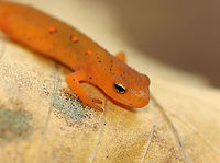 Eastern Newt (Red Eft) - Notophthalmus viridescens This red eft was the smallest I've ever seen. It was barely 4 cm long.<br />
<br />
Red efts have bright orange aposematic coloring, with darker, reddish spots outlined in black. This stage can last up to 4 years on land, during which time efts may travel far, which ensures outcrossing in the population. Efts eat small insects, snails, and other small arthropods. During winter, they hibernate under logs or rocks.<br />
<br />
Habitat: mixed forest<br />
https://www.jungledragon.com/image/123262/eastern_newt_red_eft_-_notophthalmus_viridescens.html<br />
https://www.jungledragon.com/image/123266/eastern_newt_red_eft_-_notophthalmus_viridescens.html<br />
https://www.jungledragon.com/image/123265/eastern_newt_red_eft_-_notophthalmus_viridescens.html<br />
https://www.jungledragon.com/image/123264/eastern_newt_red_eft_-_notophthalmus_viridescens.html<br />
https://www.jungledragon.com/image/123263/eastern_newt_red_eft_-_notophthalmus_viridescens.html<br />
Eastern newt,Fall,Geotagged,Notophthalmus viridescens,United States