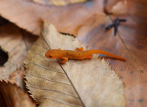 Eastern Newt (Red Eft) - Notophthalmus viridescens This red eft was the smallest I've ever seen. It was barely 4 cm long.

Red efts have bright orange aposematic coloring, with darker, reddish spots outlined in black. This stage can last up to 4 years on land, during which time efts may travel far, which ensures outcrossing in the population. Efts eat small insects, snails, and other small arthropods. During winter, they hibernate under logs or rocks.

Habitat: mixed forest
https://www.jungledragon.com/image/123262/eastern_newt_red_eft_-_notophthalmus_viridescens.html
https://www.jungledragon.com/image/123266/eastern_newt_red_eft_-_notophthalmus_viridescens.html
https://www.jungledragon.com/image/123265/eastern_newt_red_eft_-_notophthalmus_viridescens.html
https://www.jungledragon.com/image/123264/eastern_newt_red_eft_-_notophthalmus_viridescens.html
https://www.jungledragon.com/image/123263/eastern_newt_red_eft_-_notophthalmus_viridescens.html
 Eastern newt,Fall,Geotagged,Notophthalmus viridescens,United States
