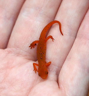 Eastern Newt (Red Eft) - Notophthalmus viridescens *In this photo, I was holding it to help it warm up a bit as it was so cold outside. It appears to be red in this photo...maybe because I didn't use a flash? 

This red eft was the smallest I've ever seen. It was barely 4 cm long.

Red efts have bright orange aposematic coloring, with darker, reddish spots outlined in black. This stage can last up to 4 years on land, during which time efts may travel far, which ensures outcrossing in the population. Efts eat small insects, snails, and other small arthropods. During winter, they hibernate under logs or rocks.

Habitat: mixed forest
https://www.jungledragon.com/image/123262/eastern_newt_red_eft_-_notophthalmus_viridescens.html
https://www.jungledragon.com/image/123266/eastern_newt_red_eft_-_notophthalmus_viridescens.html
https://www.jungledragon.com/image/123265/eastern_newt_red_eft_-_notophthalmus_viridescens.html
https://www.jungledragon.com/image/123264/eastern_newt_red_eft_-_notophthalmus_viridescens.html
https://www.jungledragon.com/image/123263/eastern_newt_red_eft_-_notophthalmus_viridescens.html
 Eastern newt,Fall,Geotagged,Notophthalmus viridescens,United States