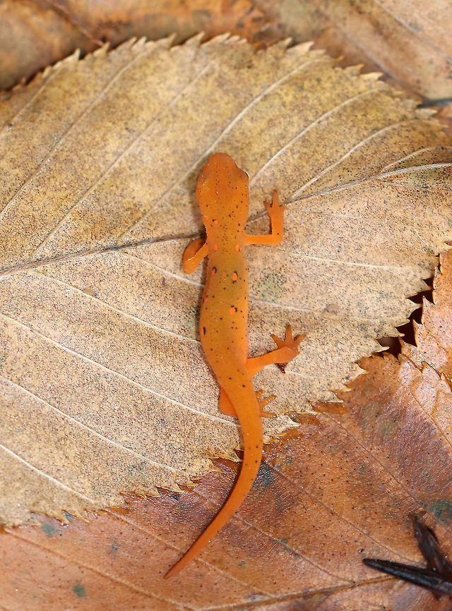 Eastern Newt (Red Eft) - Notophthalmus viridescens This red eft was the smallest I&#039;ve ever seen. It was barely 4 cm long.<br />
<br />
Red efts have bright orange aposematic coloring, with darker, reddish spots outlined in black. This stage can last up to 4 years on land, during which time efts may travel far, which ensures outcrossing in the population. Efts eat small insects, snails, and other small arthropods. During winter, they hibernate under logs or rocks.<br />
<br />
Habitat: mixed forest<br />
<figure class="photo"><a href="https://www.jungledragon.com/image/123262/eastern_newt_red_eft_-_notophthalmus_viridescens.html" title="Eastern Newt (Red Eft) - Notophthalmus viridescens"><img src="https://s3.amazonaws.com/media.jungledragon.com/images/3232/123262_thumb.jpg?AWSAccessKeyId=05GMT0V3GWVNE7GGM1R2&Expires=1759968010&Signature=JtX9lVK70U8MgRq7oxDcXfSTGE8%3D" width="200" height="150" alt="Eastern Newt (Red Eft) - Notophthalmus viridescens This red eft was the smallest I&#039;ve ever seen. It was barely 4 cm long.<br />
<br />
Red efts have bright orange aposematic coloring, with darker, reddish spots outlined in black. This stage can last up to 4 years on land, during which time efts may travel far, which ensures outcrossing in the population. Efts eat small insects, snails, and other small arthropods. During winter, they hibernate under logs or rocks.<br />
<br />
Habitat: mixed forest<br />
https://www.jungledragon.com/image/123262/eastern_newt_red_eft_-_notophthalmus_viridescens.html<br />
https://www.jungledragon.com/image/123266/eastern_newt_red_eft_-_notophthalmus_viridescens.html<br />
https://www.jungledragon.com/image/123265/eastern_newt_red_eft_-_notophthalmus_viridescens.html<br />
https://www.jungledragon.com/image/123264/eastern_newt_red_eft_-_notophthalmus_viridescens.html<br />
https://www.jungledragon.com/image/123263/eastern_newt_red_eft_-_notophthalmus_viridescens.html<br />
 Eastern newt,Fall,Geotagged,Notophthalmus viridescens,United States" /></a></figure><br />
<figure class="photo"><a href="https://www.jungledragon.com/image/123266/eastern_newt_red_eft_-_notophthalmus_viridescens.html" title="Eastern Newt (Red Eft) - Notophthalmus viridescens"><img src="https://s3.amazonaws.com/media.jungledragon.com/images/3232/123266_thumb.jpg?AWSAccessKeyId=05GMT0V3GWVNE7GGM1R2&Expires=1759968010&Signature=Uh%2B%2FFfpeL4fsCoc85Kpq7qz0%2Fso%3D" width="200" height="162" alt="Eastern Newt (Red Eft) - Notophthalmus viridescens This red eft was the smallest I&#039;ve ever seen. It was barely 4 cm long. <br />
<br />
Red efts have bright orange aposematic coloring, with darker, reddish spots outlined in black. This stage can last up to 4 years on land, during which time efts may travel far, which ensures outcrossing in the population. Efts eat small insects, snails, and other small arthropods. During winter, they hibernate under logs or rocks.<br />
<br />
Habitat: mixed forest<br />
https://www.jungledragon.com/image/123262/eastern_newt_red_eft_-_notophthalmus_viridescens.html<br />
https://www.jungledragon.com/image/123266/eastern_newt_red_eft_-_notophthalmus_viridescens.html<br />
https://www.jungledragon.com/image/123265/eastern_newt_red_eft_-_notophthalmus_viridescens.html<br />
https://www.jungledragon.com/image/123264/eastern_newt_red_eft_-_notophthalmus_viridescens.html<br />
https://www.jungledragon.com/image/123263/eastern_newt_red_eft_-_notophthalmus_viridescens.html<br />
 Eastern newt,Fall,Geotagged,Notophthalmus,Notophthalmus viridescens,United States,newt,red eft,salamander" /></a></figure><br />
<figure class="photo"><a href="https://www.jungledragon.com/image/123265/eastern_newt_red_eft_-_notophthalmus_viridescens.html" title="Eastern Newt (Red Eft) - Notophthalmus viridescens"><img src="https://s3.amazonaws.com/media.jungledragon.com/images/3232/123265_thumb.jpg?AWSAccessKeyId=05GMT0V3GWVNE7GGM1R2&Expires=1759968010&Signature=ci19LK5BKB%2BCRaNk5M8B%2FU0Nzkw%3D" width="114" height="152" alt="Eastern Newt (Red Eft) - Notophthalmus viridescens This red eft was the smallest I&#039;ve ever seen. It was barely 4 cm long.<br />
<br />
Red efts have bright orange aposematic coloring, with darker, reddish spots outlined in black. This stage can last up to 4 years on land, during which time efts may travel far, which ensures outcrossing in the population. Efts eat small insects, snails, and other small arthropods. During winter, they hibernate under logs or rocks.<br />
<br />
Habitat: mixed forest<br />
https://www.jungledragon.com/image/123262/eastern_newt_red_eft_-_notophthalmus_viridescens.html<br />
https://www.jungledragon.com/image/123266/eastern_newt_red_eft_-_notophthalmus_viridescens.html<br />
https://www.jungledragon.com/image/123265/eastern_newt_red_eft_-_notophthalmus_viridescens.html<br />
https://www.jungledragon.com/image/123264/eastern_newt_red_eft_-_notophthalmus_viridescens.html<br />
https://www.jungledragon.com/image/123263/eastern_newt_red_eft_-_notophthalmus_viridescens.html<br />
 Eastern newt,Fall,Geotagged,Notophthalmus viridescens,United States" /></a></figure><br />
<figure class="photo"><a href="https://www.jungledragon.com/image/123264/eastern_newt_red_eft_-_notophthalmus_viridescens.html" title="Eastern Newt (Red Eft) - Notophthalmus viridescens"><img src="https://s3.amazonaws.com/media.jungledragon.com/images/3232/123264_thumb.jpg?AWSAccessKeyId=05GMT0V3GWVNE7GGM1R2&Expires=1759968010&Signature=PQoamASBomaUwhl3b%2B5MJ%2FNseHk%3D" width="140" height="152" alt="Eastern Newt (Red Eft) - Notophthalmus viridescens *In this photo, I was holding it to help it warm up a bit as it was so cold outside. It appears to be red in this photo...maybe because I didn&#039;t use a flash? <br />
<br />
This red eft was the smallest I&#039;ve ever seen. It was barely 4 cm long.<br />
<br />
Red efts have bright orange aposematic coloring, with darker, reddish spots outlined in black. This stage can last up to 4 years on land, during which time efts may travel far, which ensures outcrossing in the population. Efts eat small insects, snails, and other small arthropods. During winter, they hibernate under logs or rocks.<br />
<br />
Habitat: mixed forest<br />
https://www.jungledragon.com/image/123262/eastern_newt_red_eft_-_notophthalmus_viridescens.html<br />
https://www.jungledragon.com/image/123266/eastern_newt_red_eft_-_notophthalmus_viridescens.html<br />
https://www.jungledragon.com/image/123265/eastern_newt_red_eft_-_notophthalmus_viridescens.html<br />
https://www.jungledragon.com/image/123264/eastern_newt_red_eft_-_notophthalmus_viridescens.html<br />
https://www.jungledragon.com/image/123263/eastern_newt_red_eft_-_notophthalmus_viridescens.html<br />
 Eastern newt,Fall,Geotagged,Notophthalmus viridescens,United States" /></a></figure><br />
<figure class="photo"><a href="https://www.jungledragon.com/image/123263/eastern_newt_red_eft_-_notophthalmus_viridescens.html" title="Eastern Newt (Red Eft) - Notophthalmus viridescens"><img src="https://s3.amazonaws.com/media.jungledragon.com/images/3232/123263_thumb.jpg?AWSAccessKeyId=05GMT0V3GWVNE7GGM1R2&Expires=1759968010&Signature=Yf17p%2BAwZ88bv7K%2FPOgQPt%2BkW6g%3D" width="200" height="146" alt="Eastern Newt (Red Eft) - Notophthalmus viridescens This red eft was the smallest I&#039;ve ever seen. It was barely 4 cm long.<br />
<br />
Red efts have bright orange aposematic coloring, with darker, reddish spots outlined in black. This stage can last up to 4 years on land, during which time efts may travel far, which ensures outcrossing in the population. Efts eat small insects, snails, and other small arthropods. During winter, they hibernate under logs or rocks.<br />
<br />
Habitat: mixed forest<br />
https://www.jungledragon.com/image/123262/eastern_newt_red_eft_-_notophthalmus_viridescens.html<br />
https://www.jungledragon.com/image/123266/eastern_newt_red_eft_-_notophthalmus_viridescens.html<br />
https://www.jungledragon.com/image/123265/eastern_newt_red_eft_-_notophthalmus_viridescens.html<br />
https://www.jungledragon.com/image/123264/eastern_newt_red_eft_-_notophthalmus_viridescens.html<br />
https://www.jungledragon.com/image/123263/eastern_newt_red_eft_-_notophthalmus_viridescens.html<br />
 Eastern newt,Fall,Geotagged,Notophthalmus viridescens,United States" /></a></figure><br />
 Eastern newt,Fall,Geotagged,Notophthalmus viridescens,United States