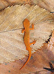 Eastern Newt (Red Eft) - Notophthalmus viridescens This red eft was the smallest I've ever seen. It was barely 4 cm long.<br />
<br />
Red efts have bright orange aposematic coloring, with darker, reddish spots outlined in black. This stage can last up to 4 years on land, during which time efts may travel far, which ensures outcrossing in the population. Efts eat small insects, snails, and other small arthropods. During winter, they hibernate under logs or rocks.<br />
<br />
Habitat: mixed forest<br />
https://www.jungledragon.com/image/123262/eastern_newt_red_eft_-_notophthalmus_viridescens.html<br />
https://www.jungledragon.com/image/123266/eastern_newt_red_eft_-_notophthalmus_viridescens.html<br />
https://www.jungledragon.com/image/123265/eastern_newt_red_eft_-_notophthalmus_viridescens.html<br />
https://www.jungledragon.com/image/123264/eastern_newt_red_eft_-_notophthalmus_viridescens.html<br />
https://www.jungledragon.com/image/123263/eastern_newt_red_eft_-_notophthalmus_viridescens.html<br />
Eastern newt,Fall,Geotagged,Notophthalmus viridescens,United States