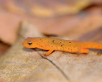 Eastern Newt (Red Eft) - Notophthalmus viridescens This red eft was the smallest I've ever seen. It was barely 4 cm long. <br />
<br />
Red efts have bright orange aposematic coloring, with darker, reddish spots outlined in black. This stage can last up to 4 years on land, during which time efts may travel far, which ensures outcrossing in the population. Efts eat small insects, snails, and other small arthropods. During winter, they hibernate under logs or rocks.<br />
<br />
Habitat: mixed forest<br />
https://www.jungledragon.com/image/123262/eastern_newt_red_eft_-_notophthalmus_viridescens.html<br />
https://www.jungledragon.com/image/123266/eastern_newt_red_eft_-_notophthalmus_viridescens.html<br />
https://www.jungledragon.com/image/123265/eastern_newt_red_eft_-_notophthalmus_viridescens.html<br />
https://www.jungledragon.com/image/123264/eastern_newt_red_eft_-_notophthalmus_viridescens.html<br />
https://www.jungledragon.com/image/123263/eastern_newt_red_eft_-_notophthalmus_viridescens.html<br />
 Eastern newt,Fall,Geotagged,Notophthalmus,Notophthalmus viridescens,United States,newt,red eft,salamander
