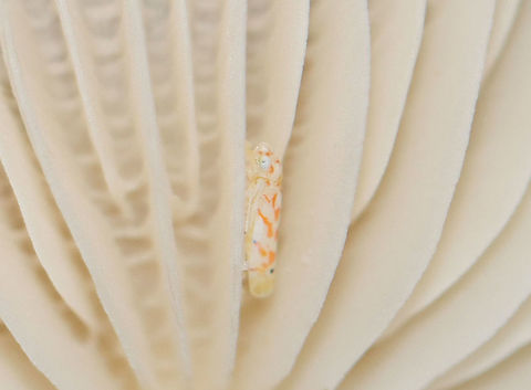Leafhopper - Eratoneura sp. This hopper was hiding in the gills of a mushroom. Unfortunately, I didn't notice it while in the field and this is my only shot.

Habitat: Mixed forest Cicadellidae,Eratoneura,Fall,Geotagged,United States,hopper,leafhopper